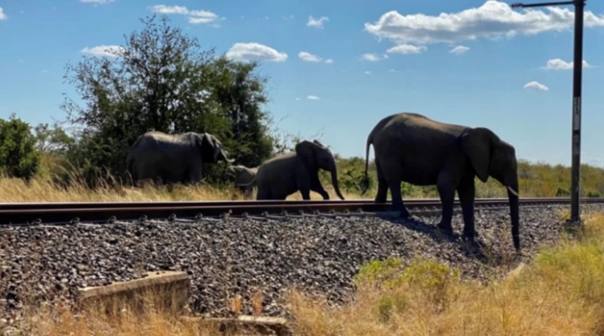 Sri Lanka Uses AI Sensors to Save Elephants from Trains - Image 2