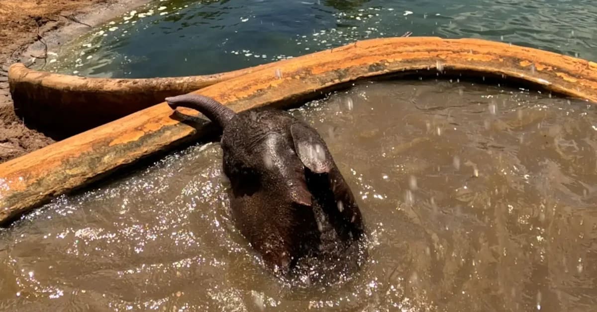 Rangers pulling baby elephant from water trough while mother elephant waits nearby