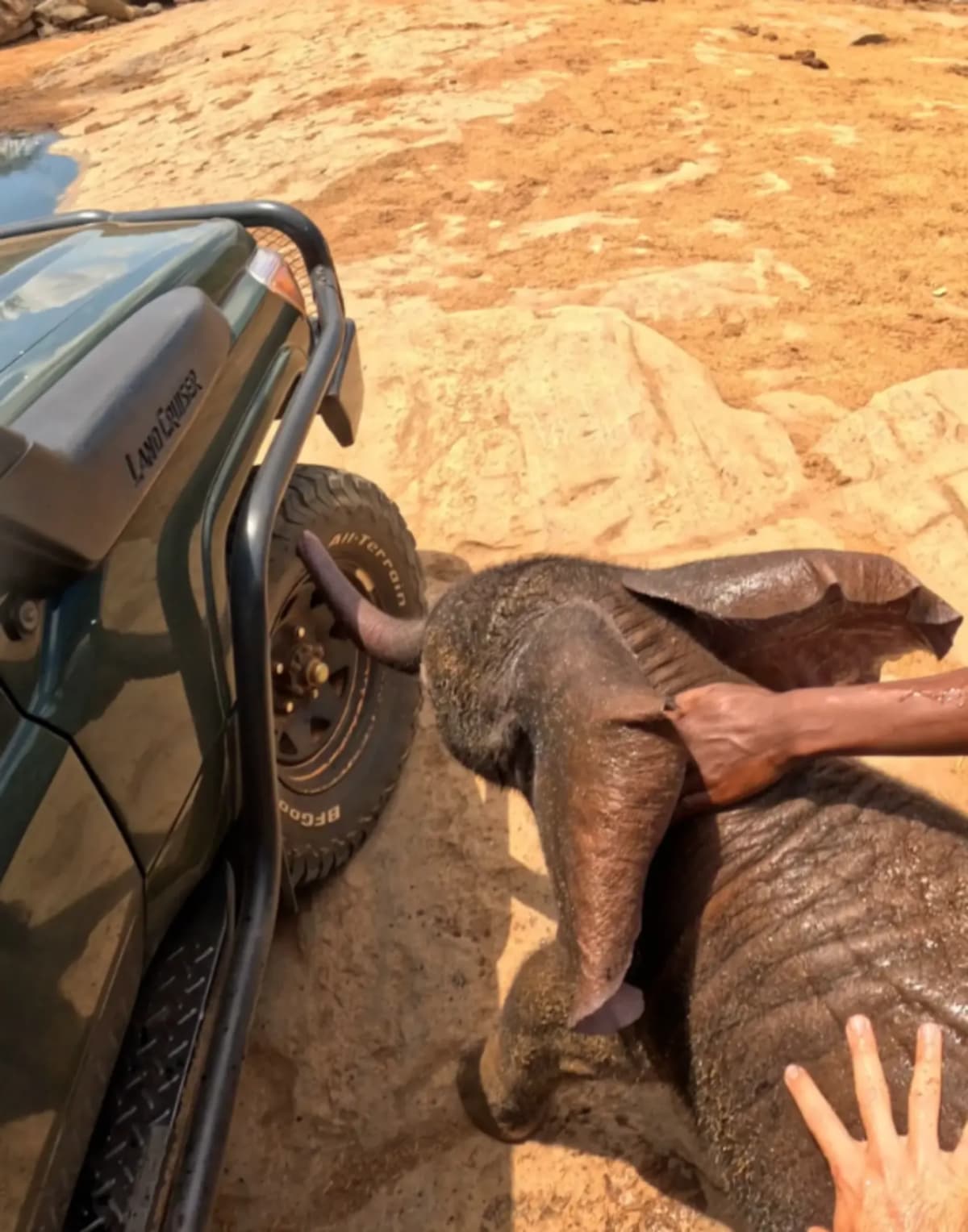 Rangers Save Baby Elephant Trapped in Water Trough - Image 5