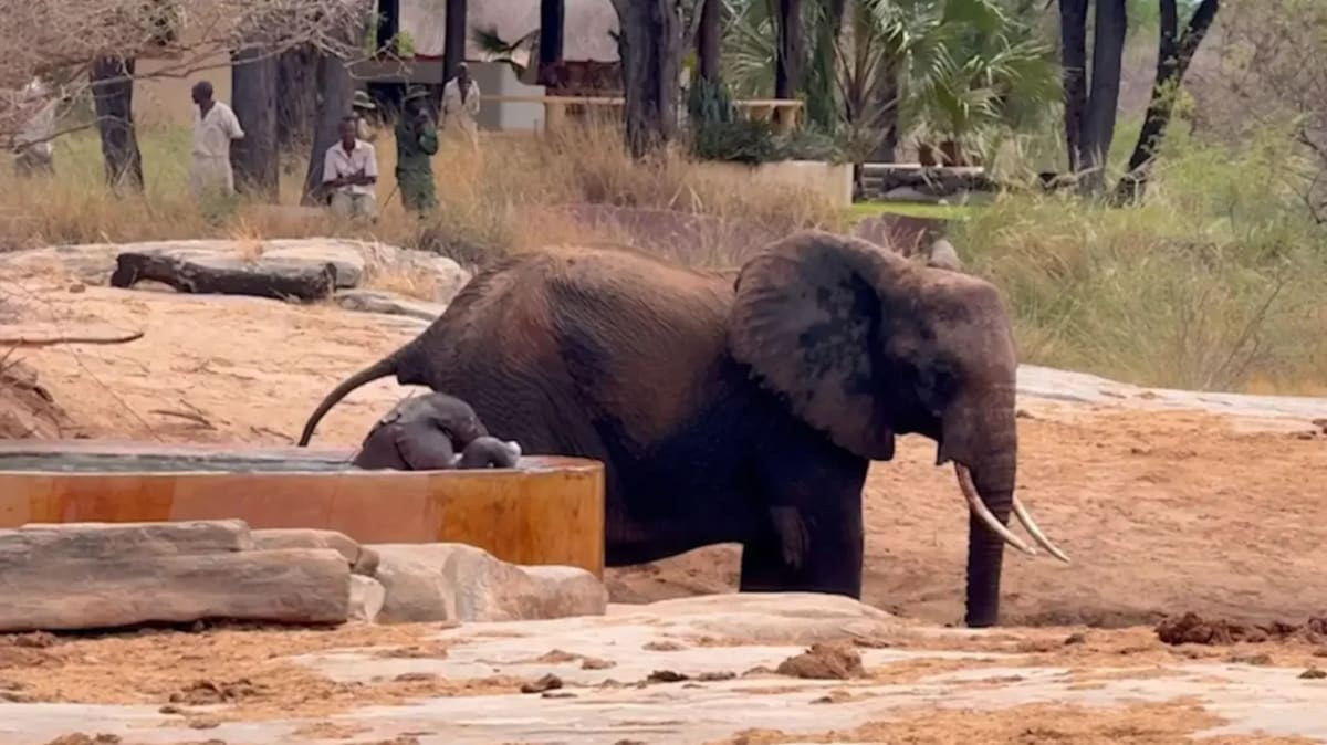 Rangers Save Baby Elephant Trapped in Water Trough - Image 2