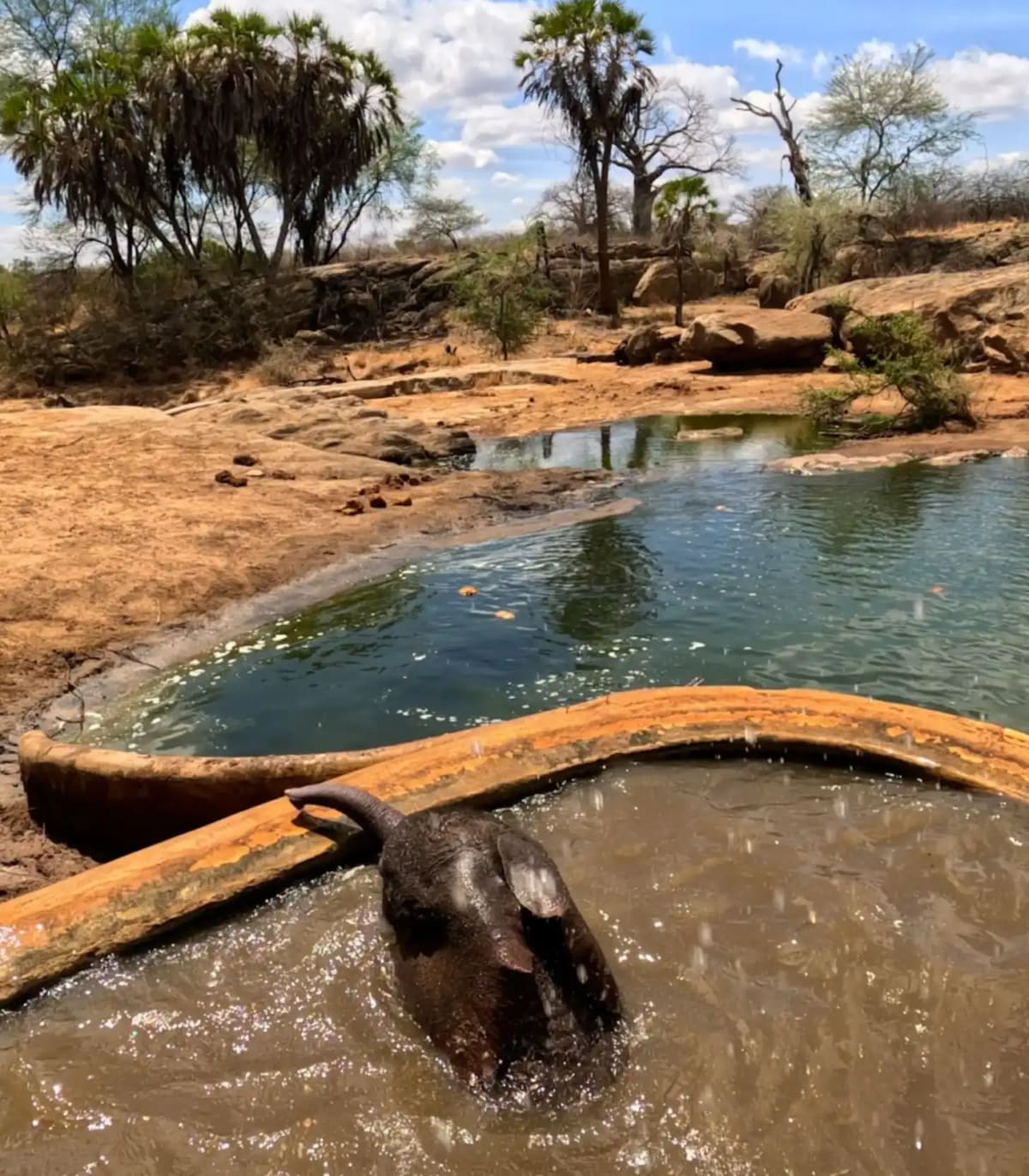 Rangers Save Baby Elephant Trapped in Water Trough - Image 4