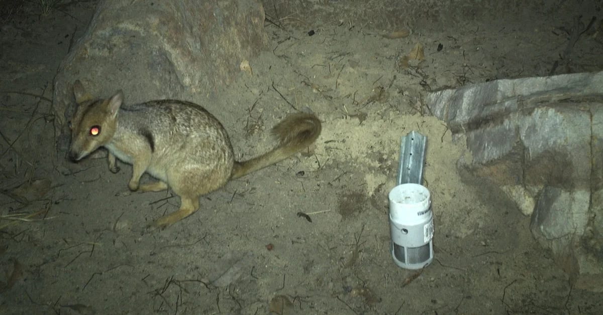 Tiny Wallaby Spotted in Australia After 50-Year Absence