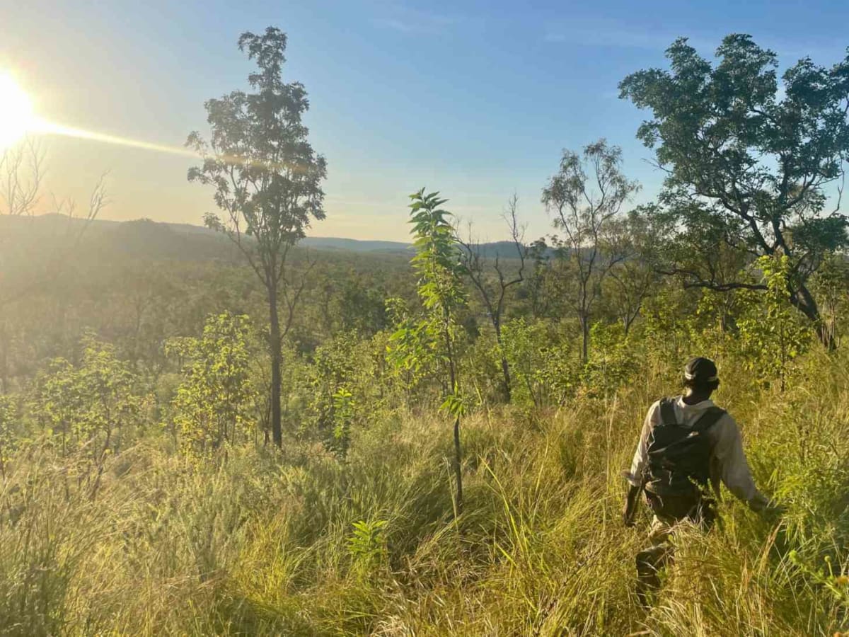Tiny Wallaby Spotted in Australia After 50-Year Absence - Image 3