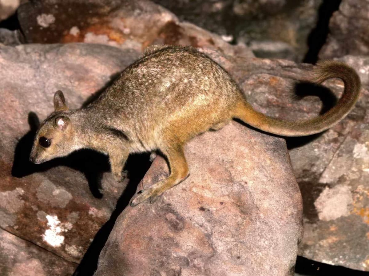 Tiny Wallaby Spotted in Australia After 50-Year Absence - Image 5