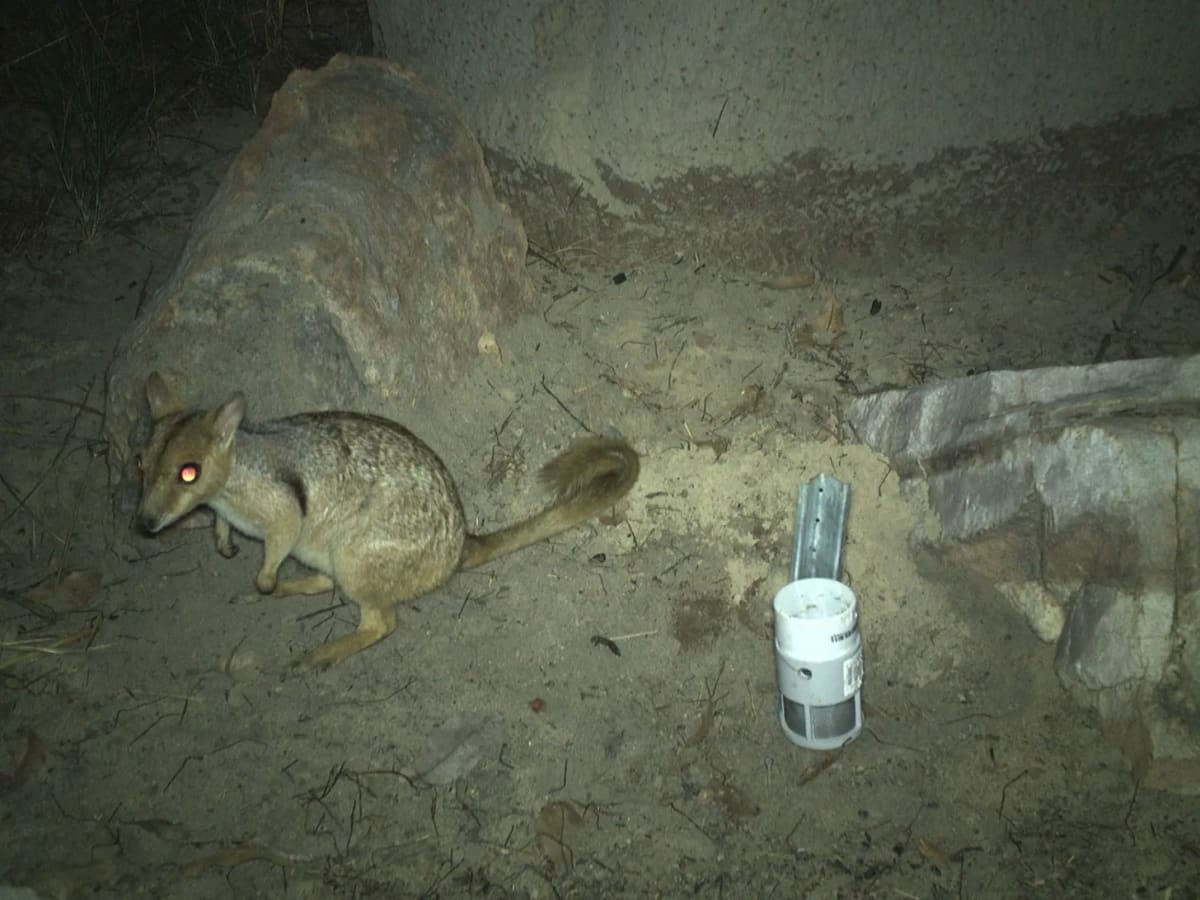 Tiny Wallaby Spotted in Australia After 50-Year Absence - Image 4