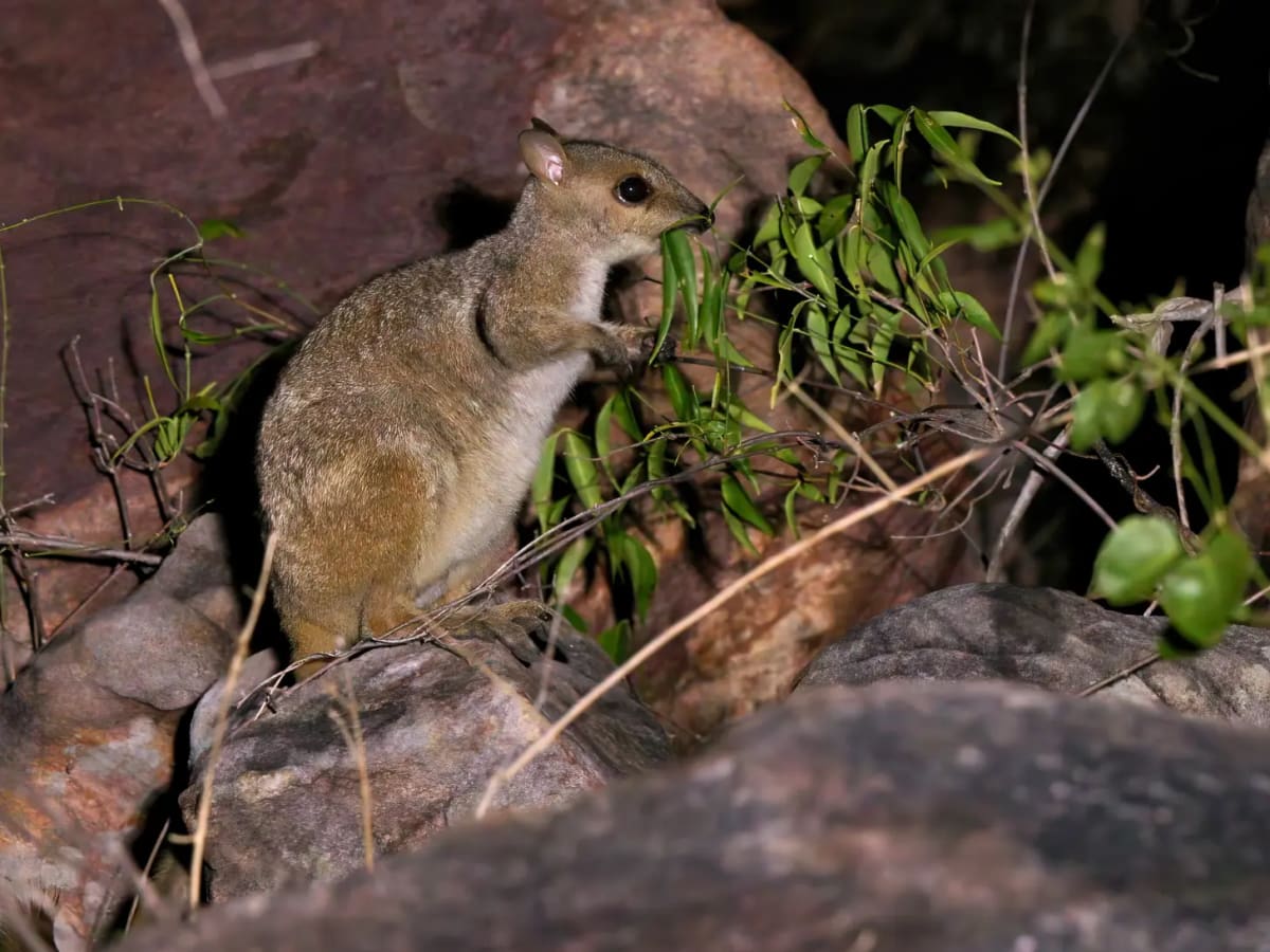 Tiny Wallaby Spotted in Australia After 50-Year Absence - Image 2