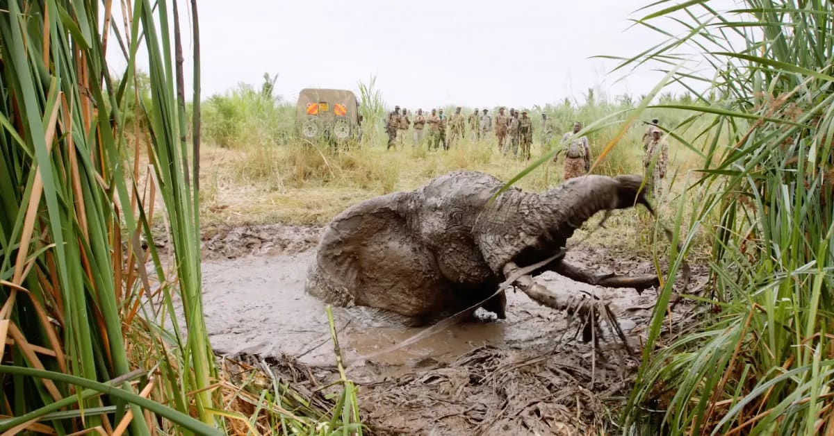 Kenya Rangers Rescue Bull Elephant Trapped in Sinkhole