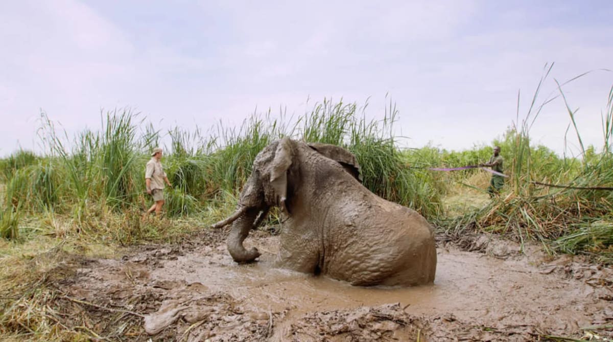Kenya Rangers Rescue Bull Elephant Trapped in Sinkhole - Image 3