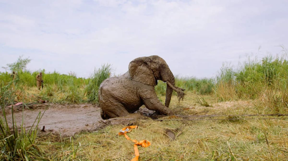 Kenya Rangers Rescue Bull Elephant Trapped in Sinkhole - Image 4