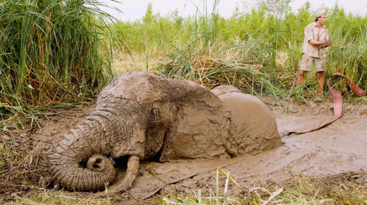 Kenya Rangers Rescue Bull Elephant Trapped in Sinkhole - Image 2