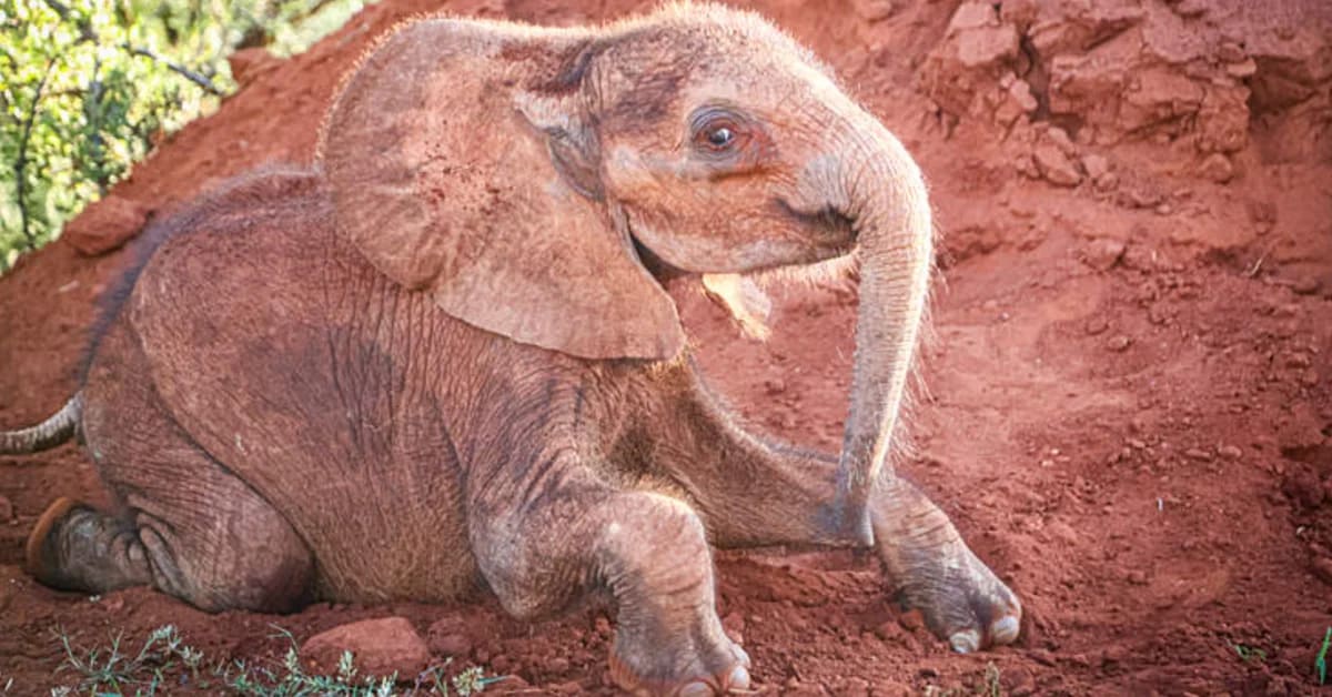 Baby elephant Wangalla standing close to her keeper Misheck at wildlife sanctuary in Kenya