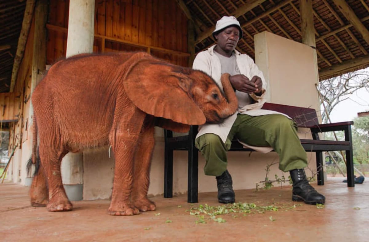 Baby Elephant Hides With Zebras After Losing Her Mom - Image 4