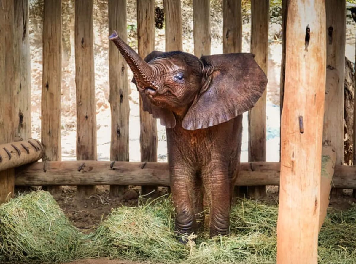 Baby Elephant Hides With Zebras After Losing Her Mom - Image 2