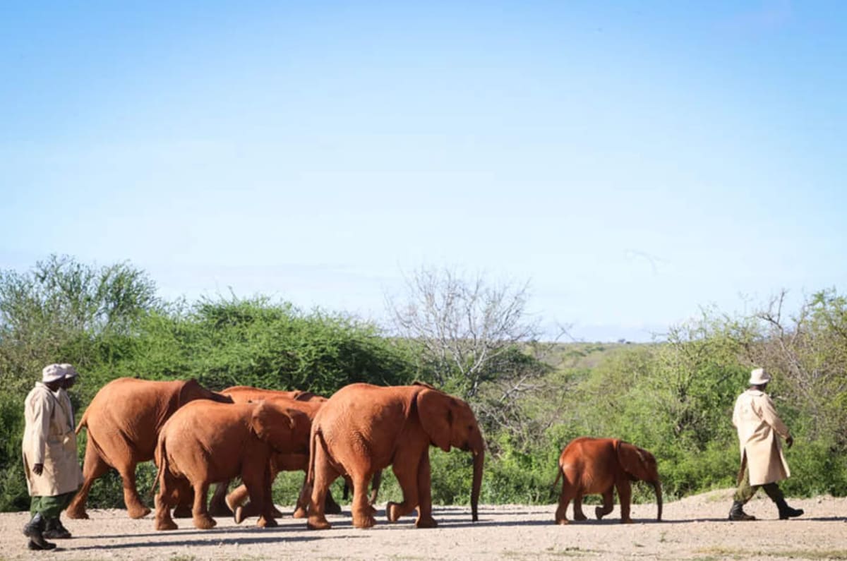 Baby Elephant Hides With Zebras After Losing Her Mom - Image 5