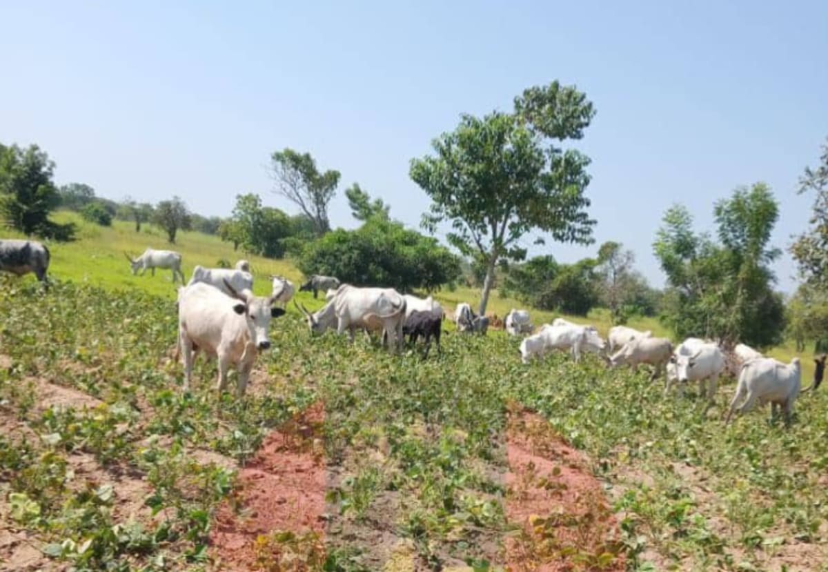 Cattle grazing peacefully in a designated reserve area with modern fencing and infrastructure in Nigeria