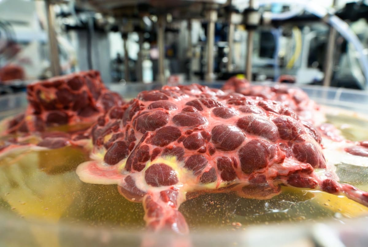 Netherlands Opens World's First Farm-Based Meat Lab