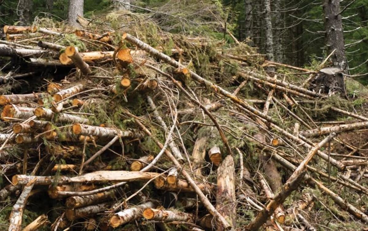 ** Industrial forestry facility with modern equipment processing biomass for renewable fuel production
