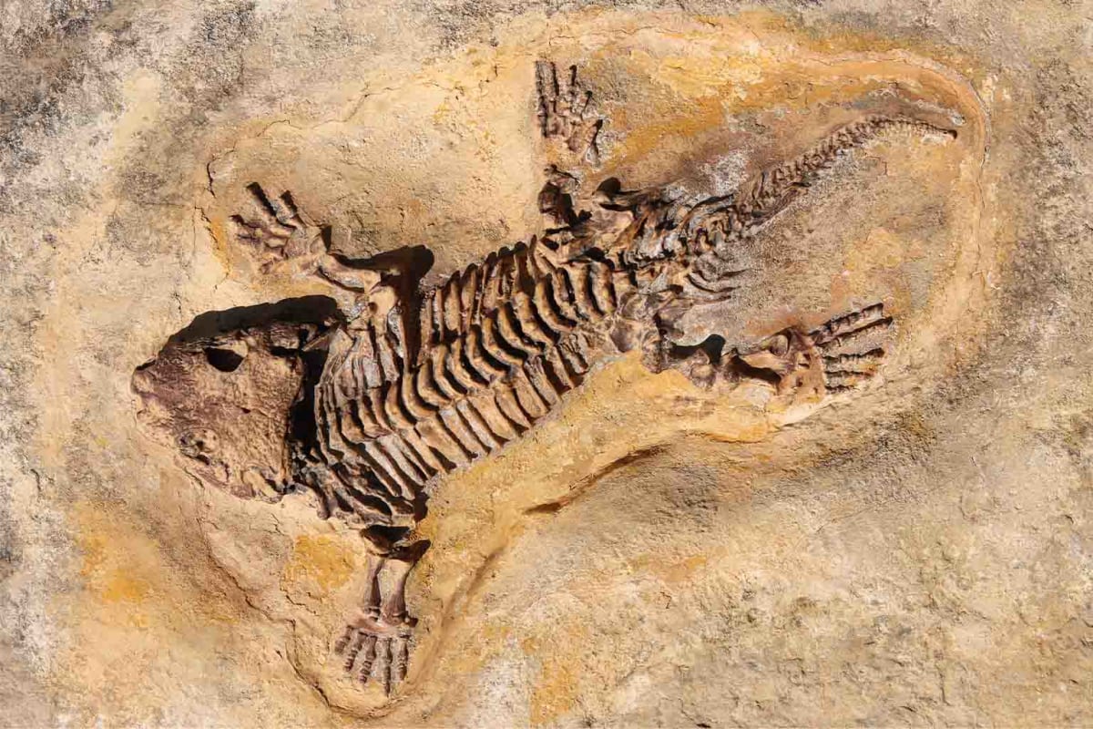 240-Million-Year-Old Fossil Found in Aussie Garden Wall