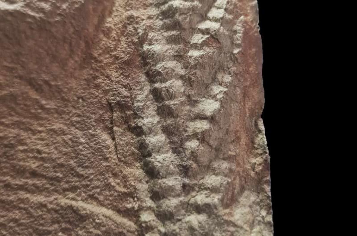 560-Million-Year-Old Fossil Found in Norwegian Sheep Field