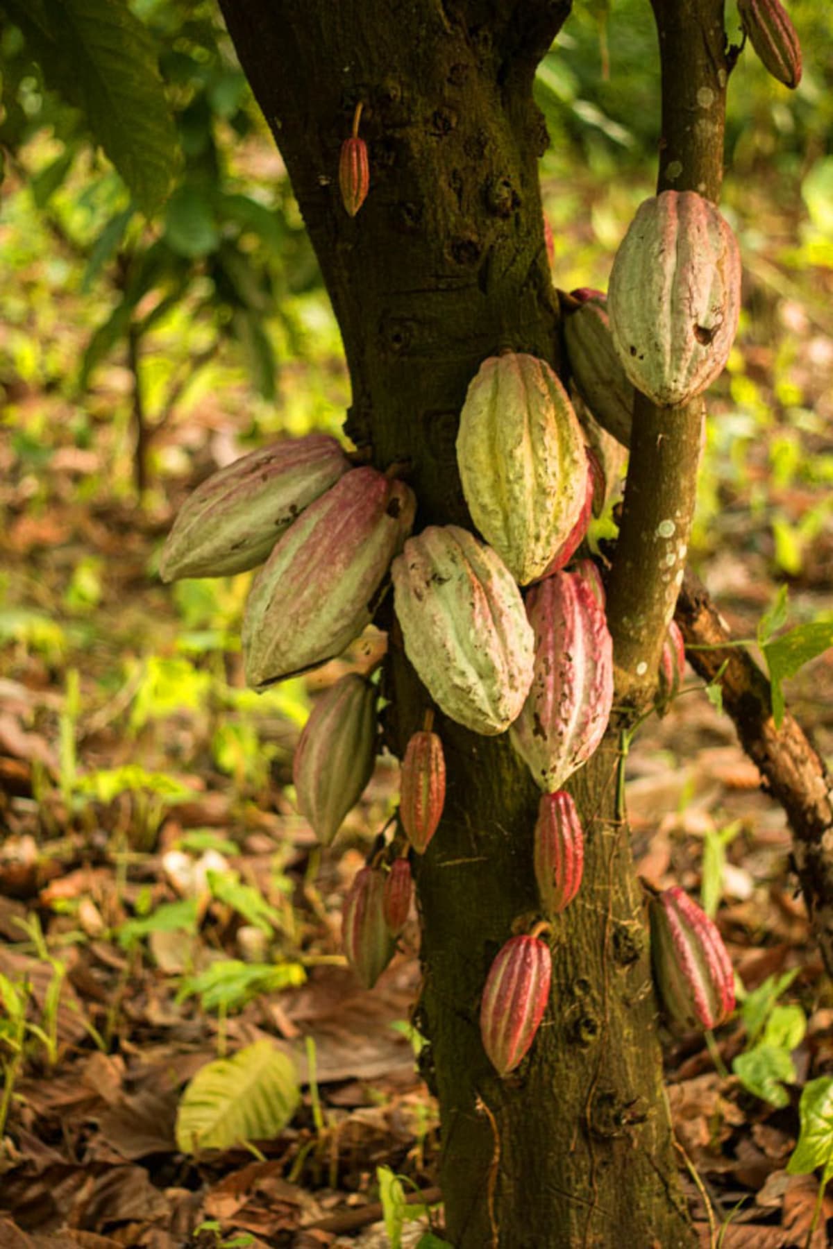 Wild cacao trees growing on traditional indigenous farm in Peru's Amazon region