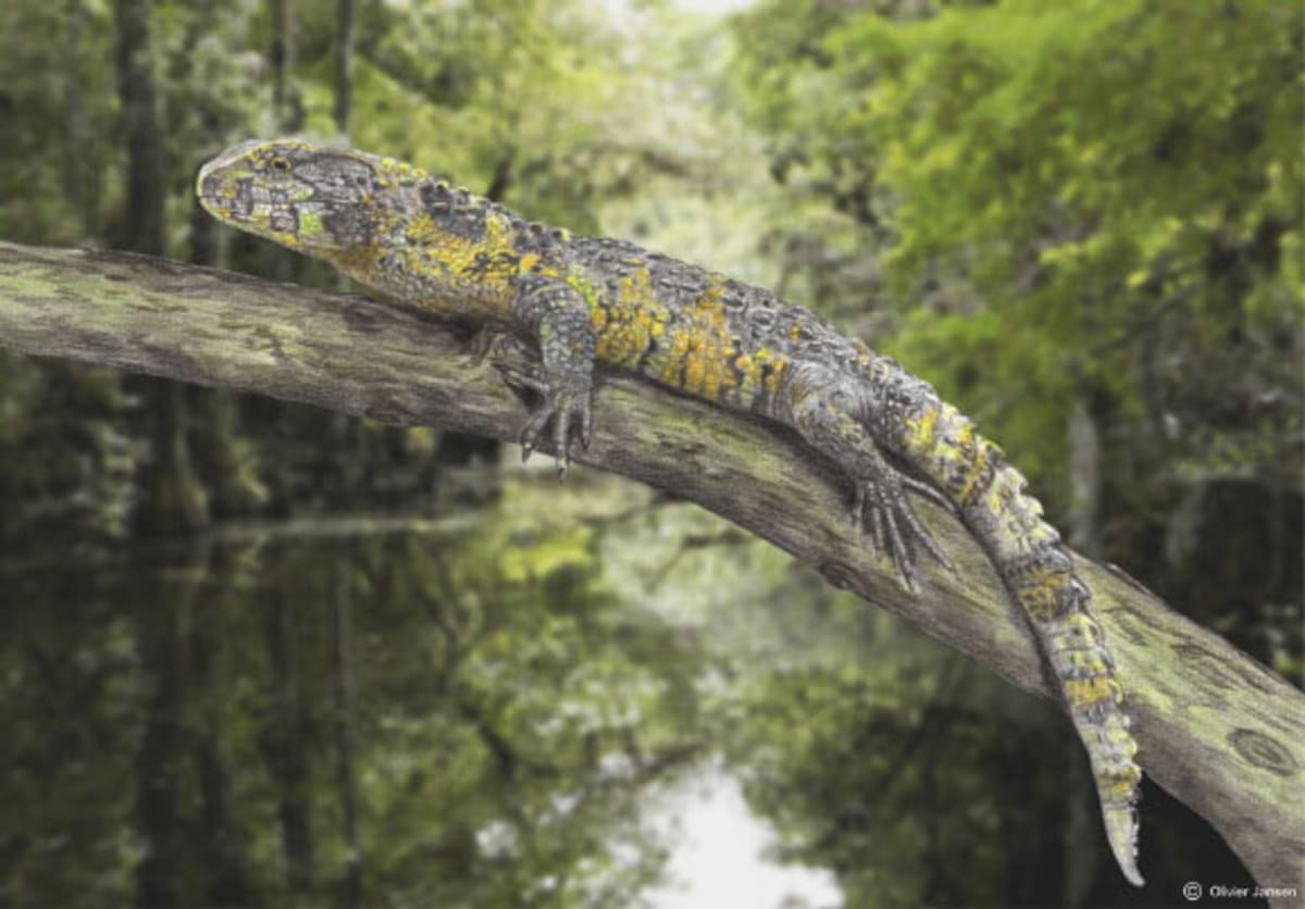 83-Million-Year-Old Lizard Fossil Discovered in France - Image 2