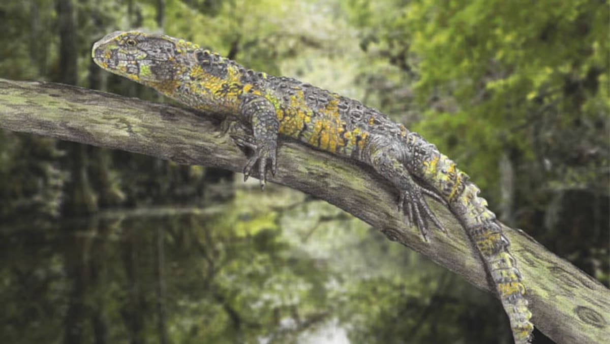 Artistic reconstruction of Acutodon villeveyracensis, an ancient semi-aquatic lizard with curved teeth