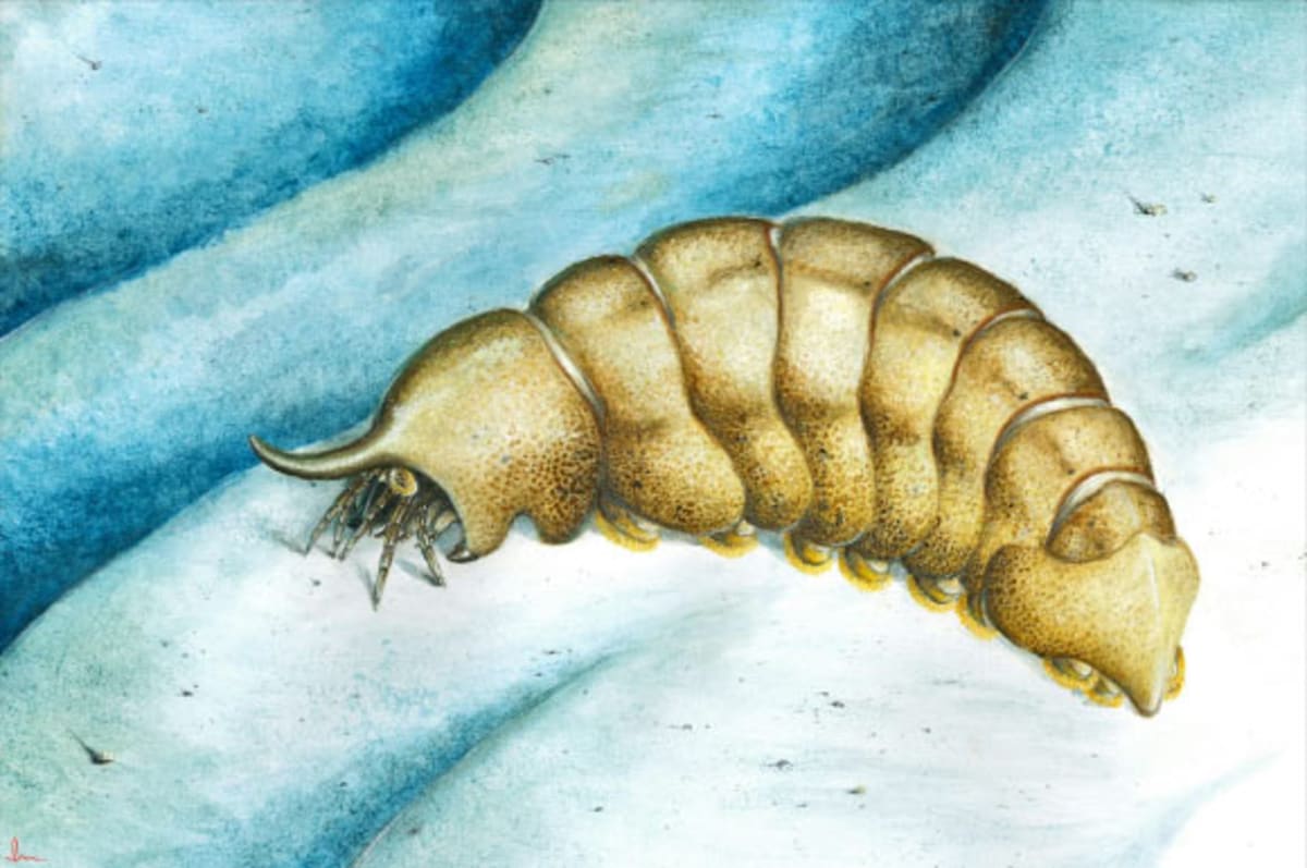 Life reconstruction illustration of Magnicornaspis garwoodi, an ancient segmented arthropod with broad head shield