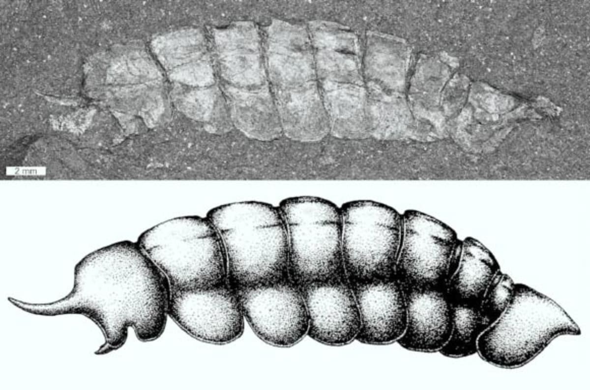 490-Million-Year-Old Fossil Challenges Evolution Mystery - Image 2