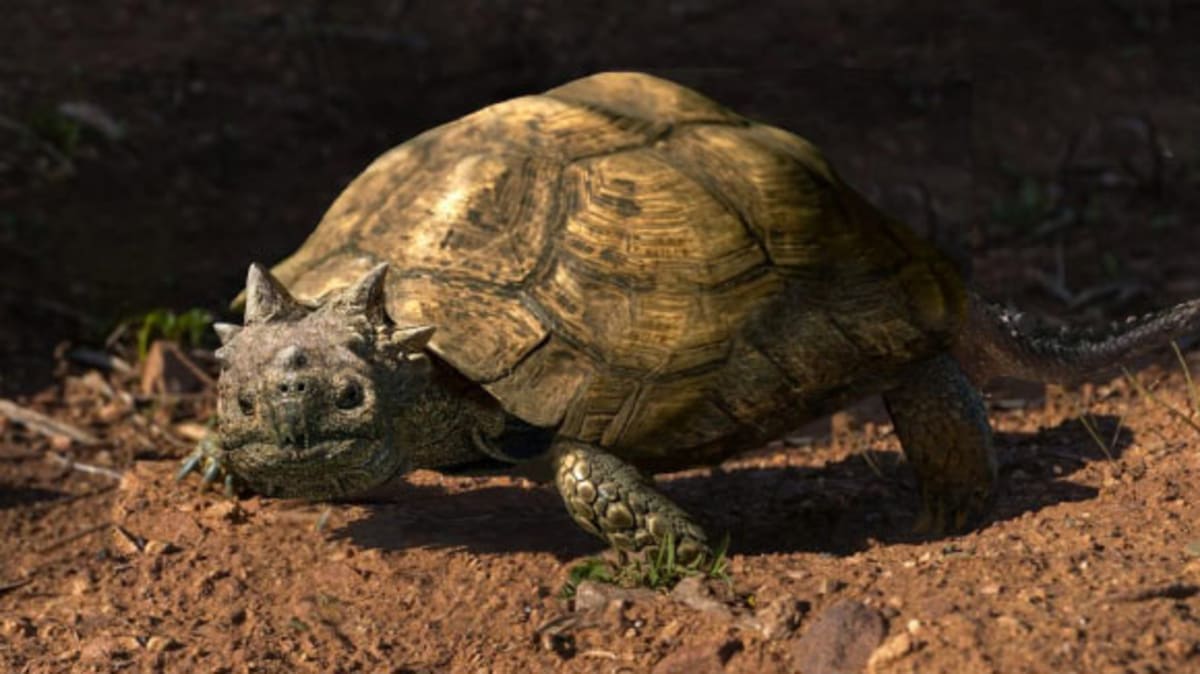 Horned Turtle Discovery Shows Life Thrived After Dinos Died - Image 2