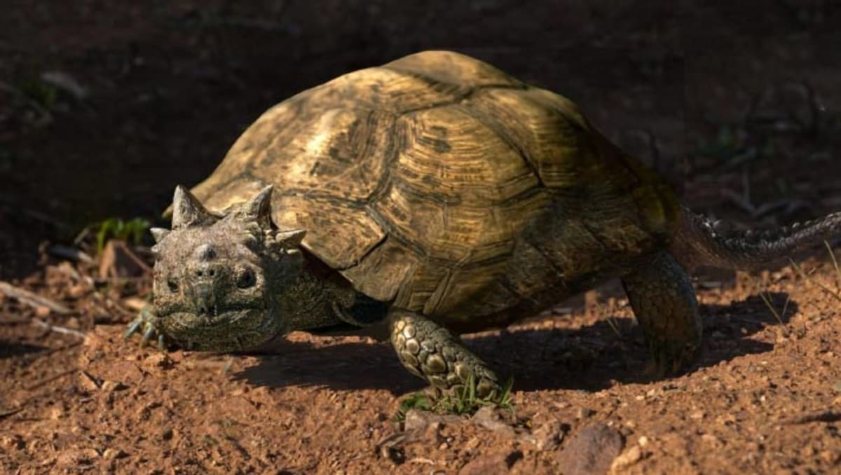 Horned Turtle Discovery Shows Life Thrived After Dinos Died