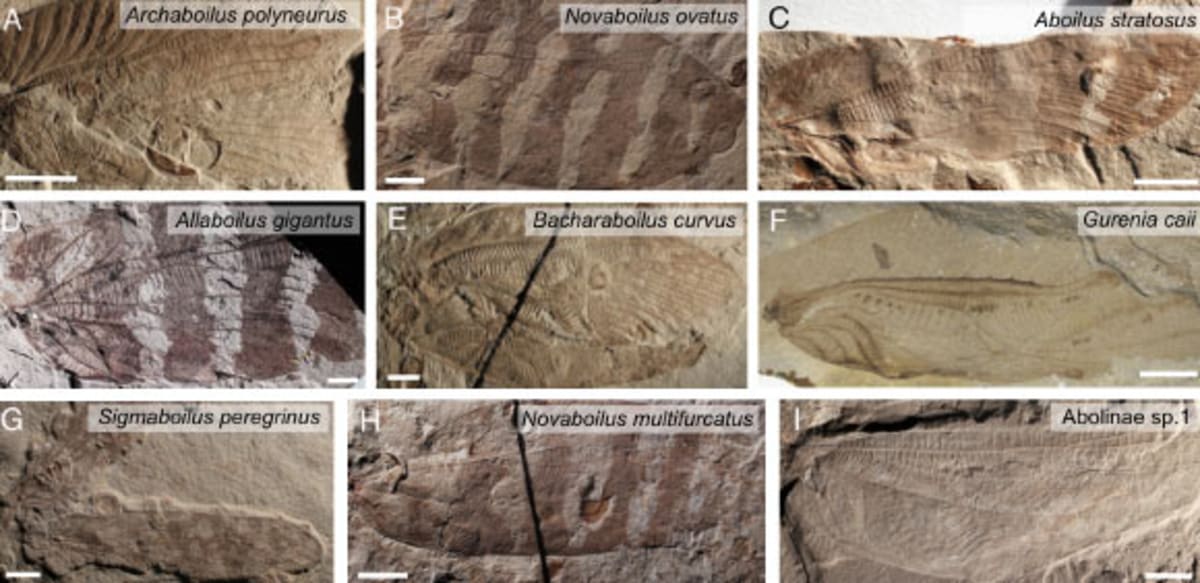 Scientists Resurrect 165-Million-Year-Old Insect Songs