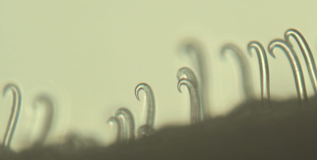Bean Roots' New Cell Could Help Crops Survive Drought