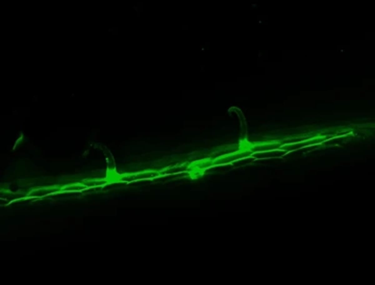 Bean Roots' New Cell Could Help Crops Survive Drought - Image 4