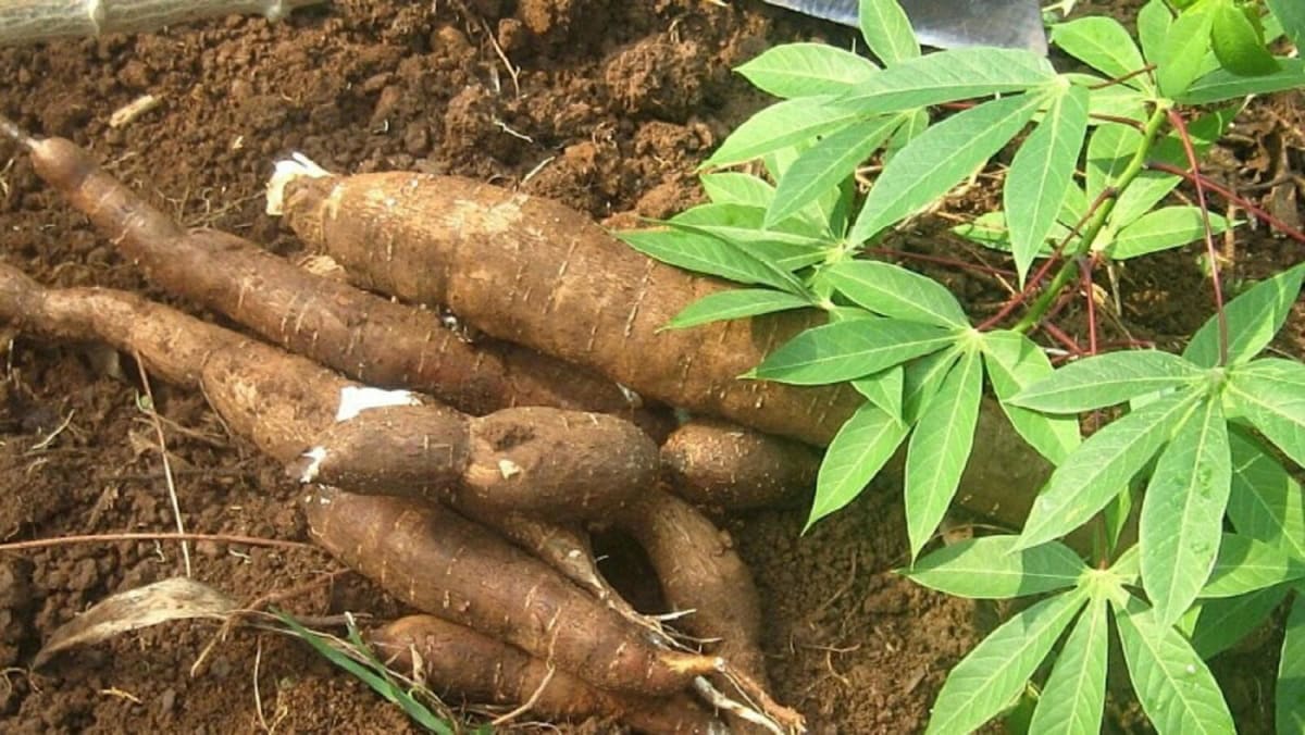 Fresh cassava roots harvested in Nigeria ready for industrial processing and transformation