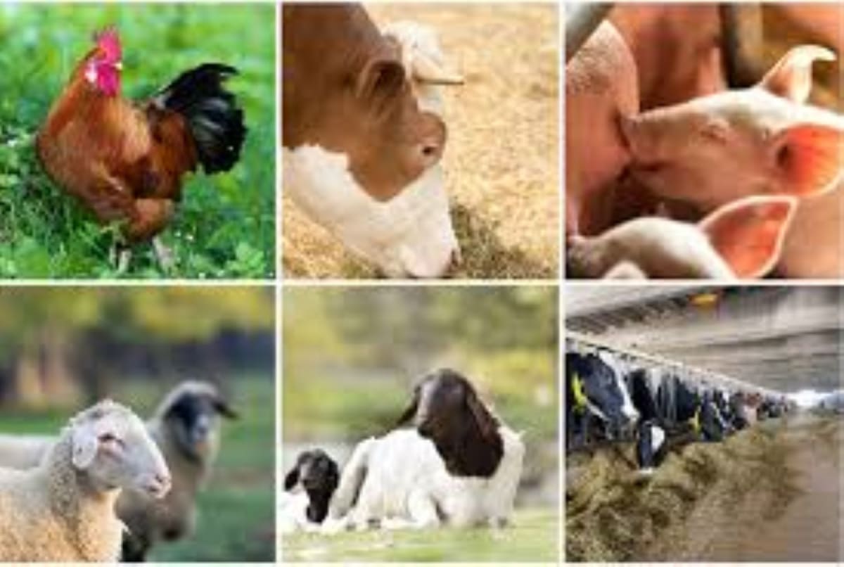 Nigeria Opens 774 Vet Centres for Livestock Farmers