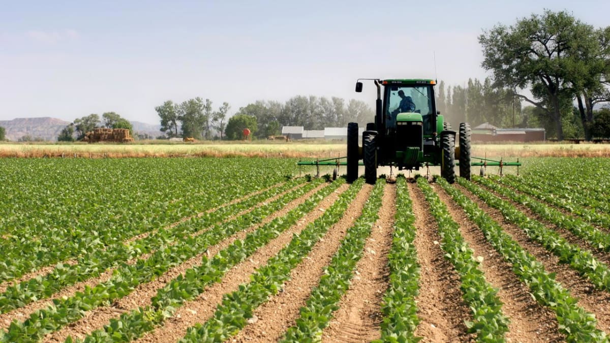 Nigerian farmers working in green crop fields under sunny skies harvesting produce