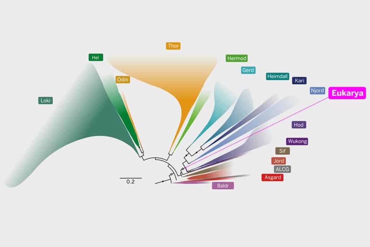 Scientists Find Our Shared Ancestor in Ancient Microbes - Image 2