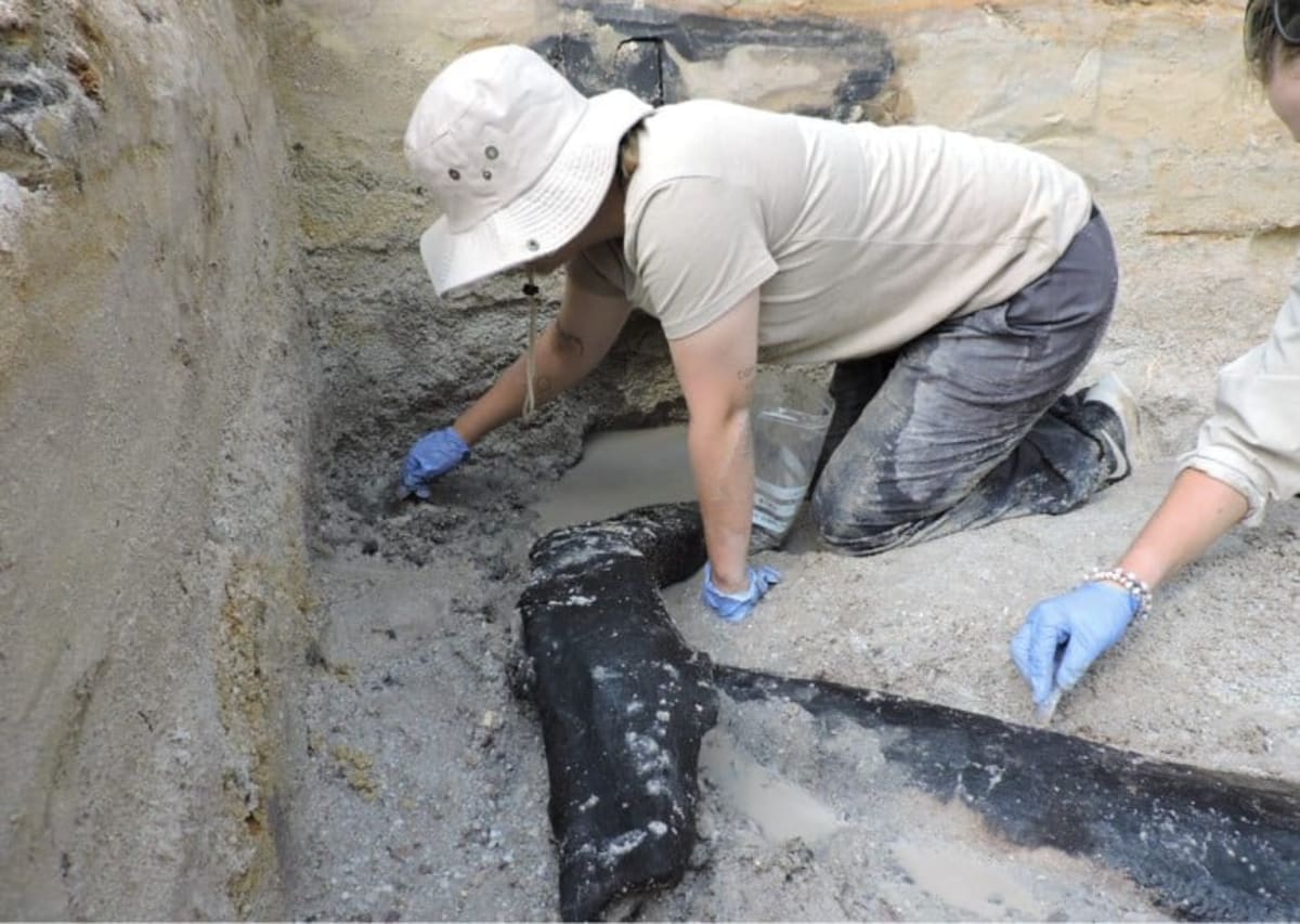 Ancient fitted wooden logs excavated from waterlogged site at Kalambo Falls Zambia