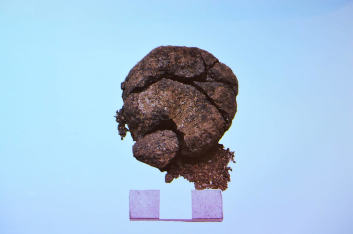 World's Oldest Fermented Bread Found in Turkey