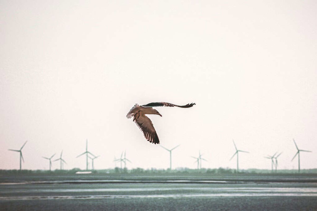Wind Turbines Kill 4,000x Fewer Birds Than Cats Do - Image 2