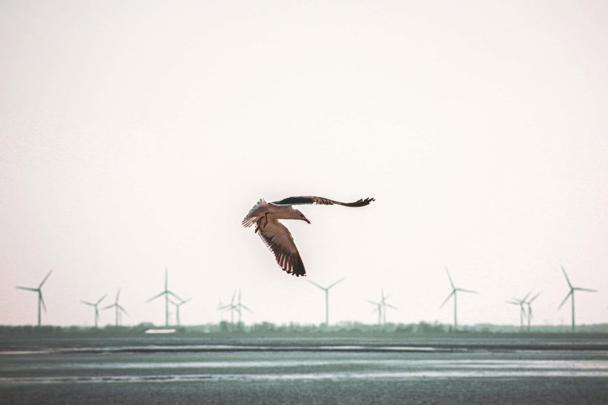 Wind Turbines Kill 4,000x Fewer Birds Than Cats Do