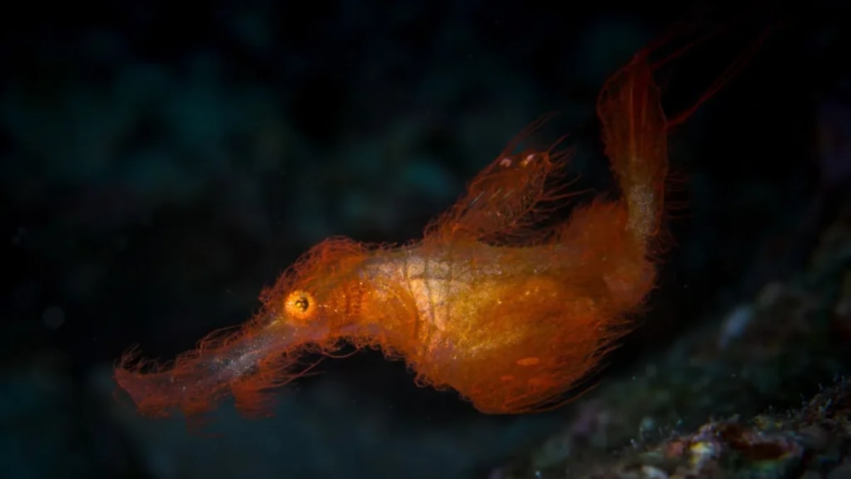 Snuffleupagus Ghost Pipefish Found After 20-Year Search - Image 2