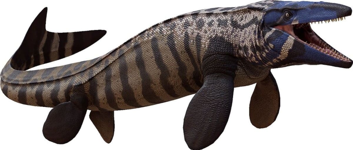 Scientists Find New 43-Foot Sea Rex in Museum Collections