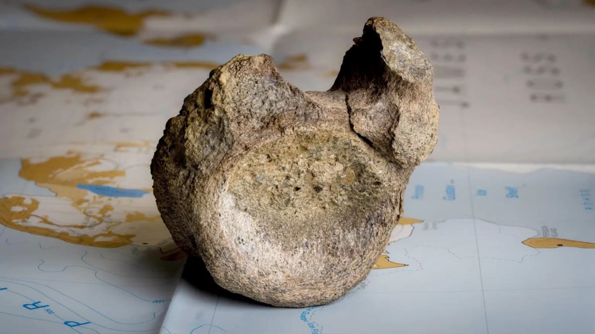 ** Small fossilized dinosaur vertebra next to 1985 field notebook on white background