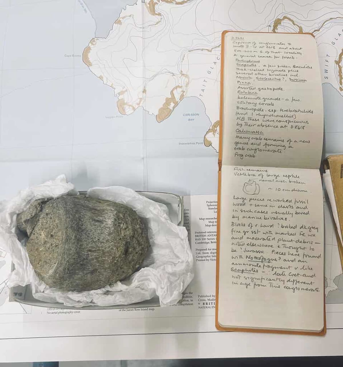 Antarctica's First Dinosaur Found After 40 Years in Storage - Image 2