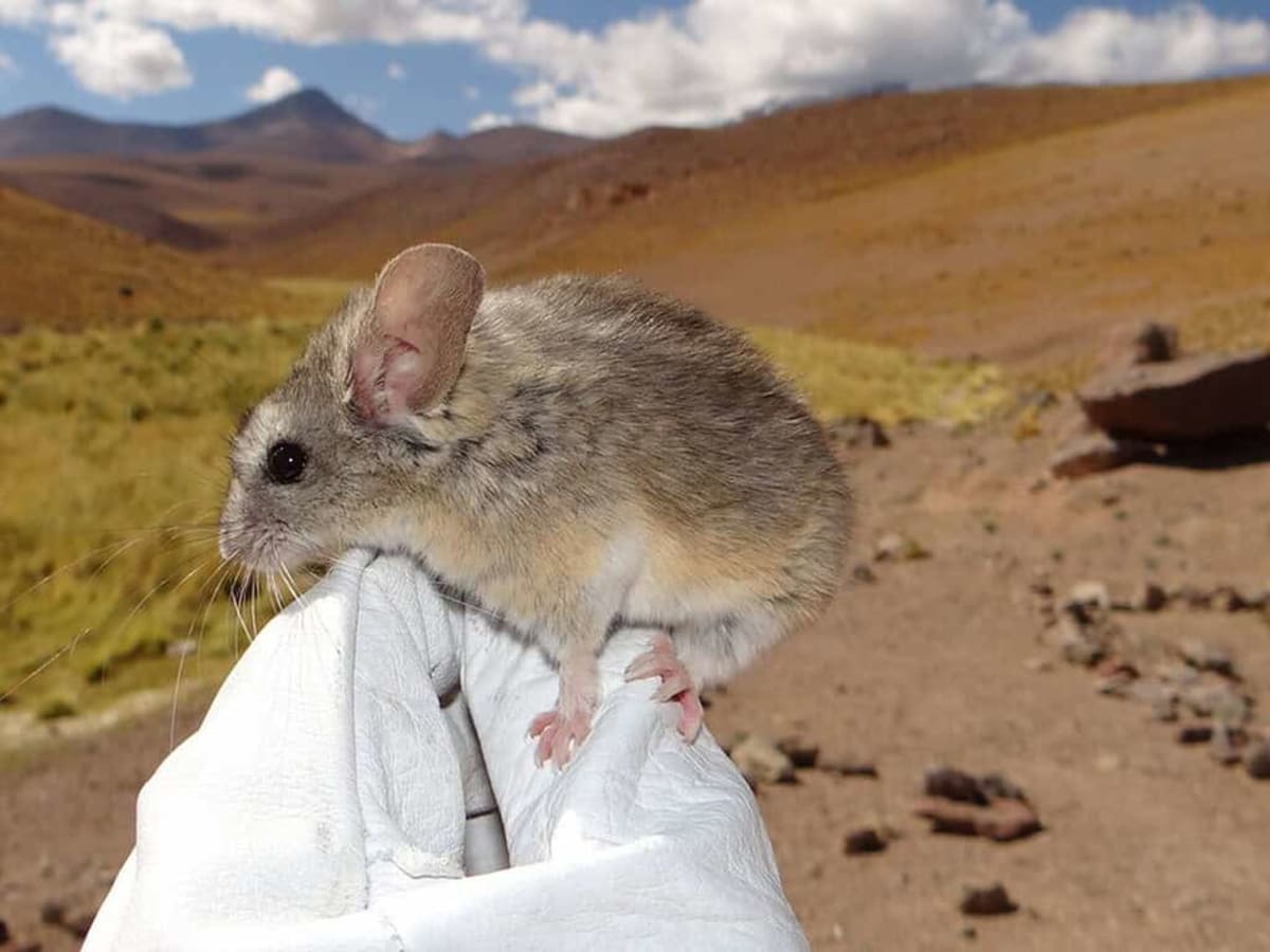 Tiny Mouse Survives 22,000 Feet in Andes Death Zone - Image 2