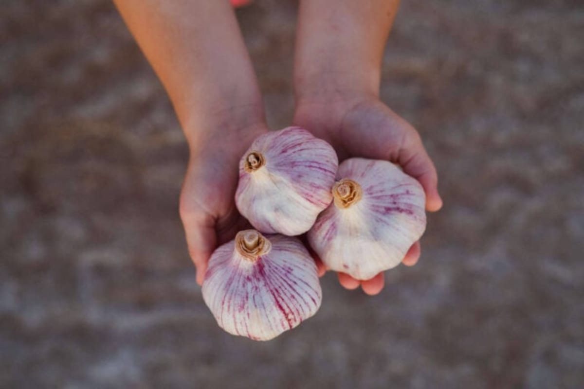 Australian Garlic Grower's 30-Year Quest Yields Breakthrough - Image 4