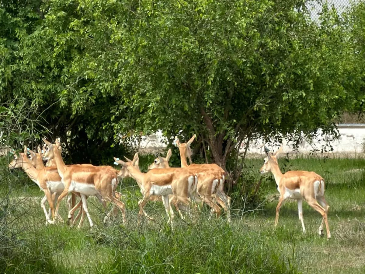 Blackbuck antelopes grazing in Gujarat's Banni Grasslands after conservation release