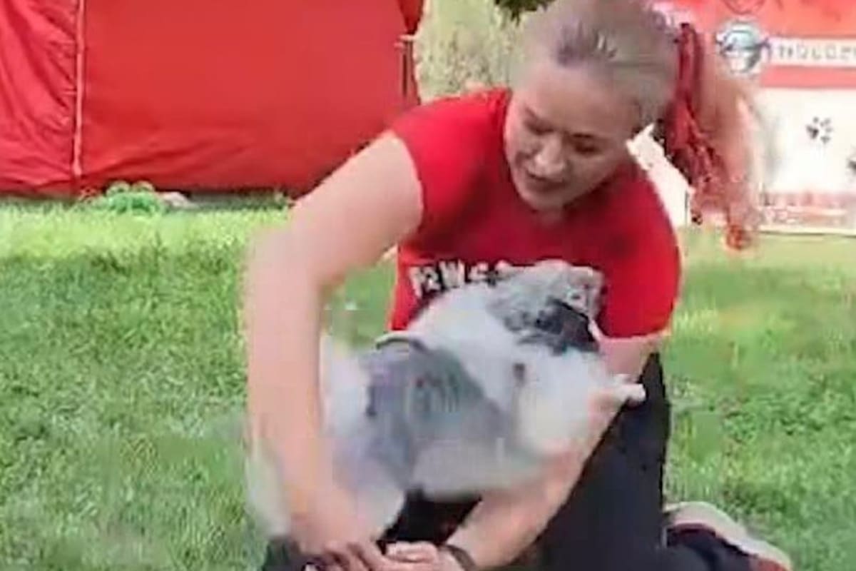 Small fluffy Pomeranian dog jumping through trainer's arms during world record attempt