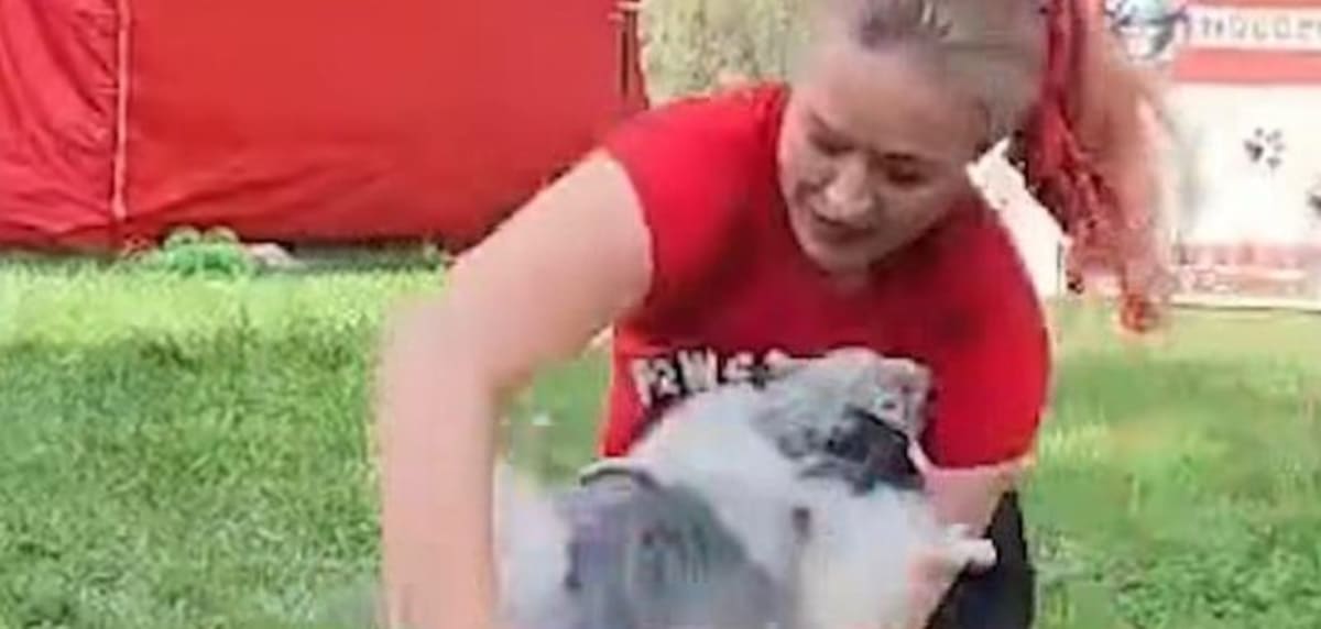 Pomeranian Breaks World Record with 10 Jumps in 7 Seconds - Image 2